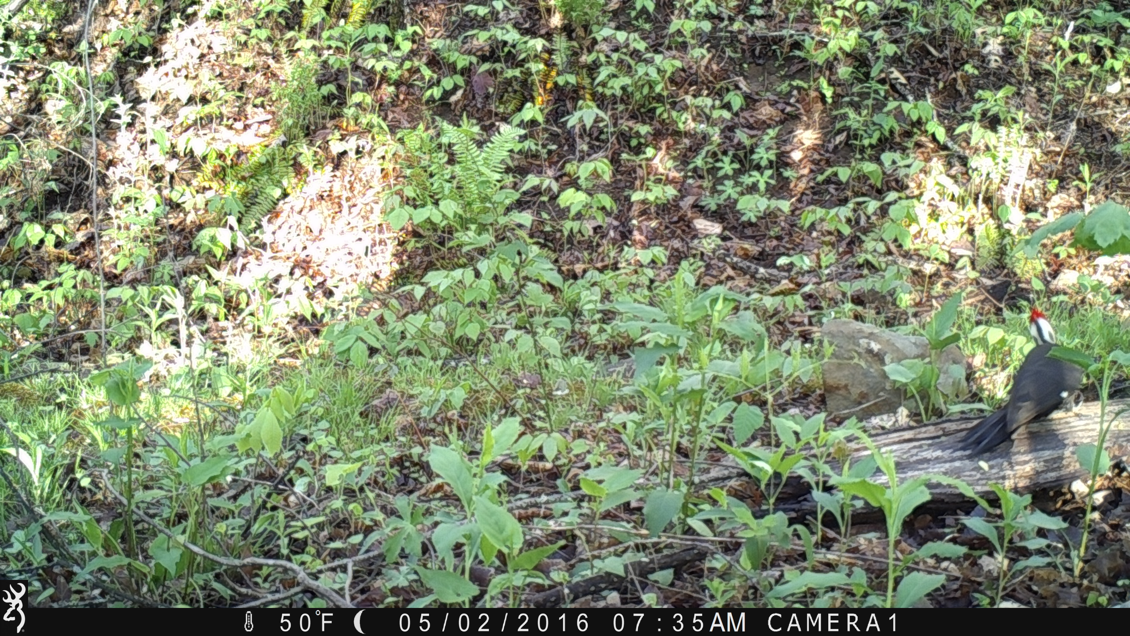 Elk Mountain Scenic Road Wildlife Camera (MP 376, PwR) eMammal