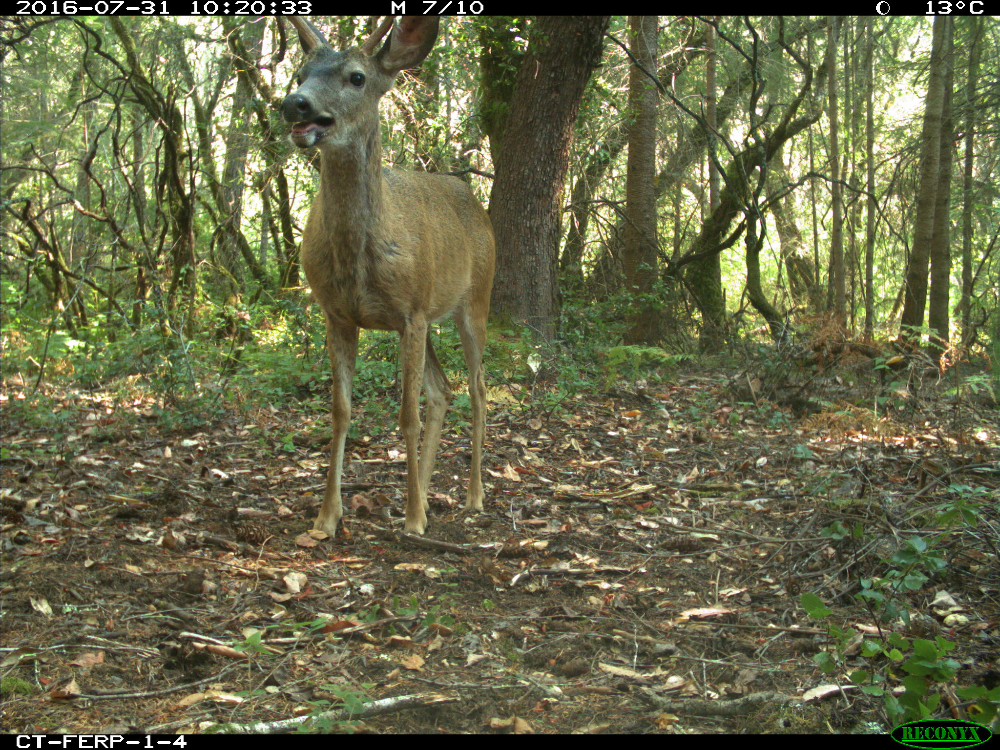 Mule Deer