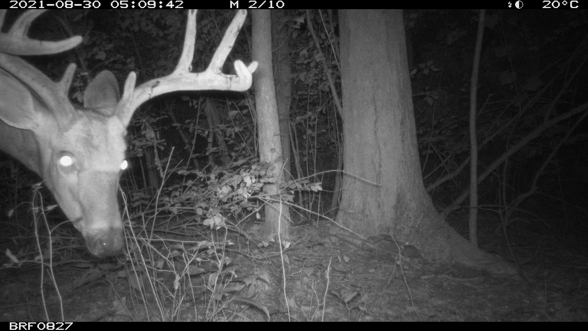 White-tailed Deer
