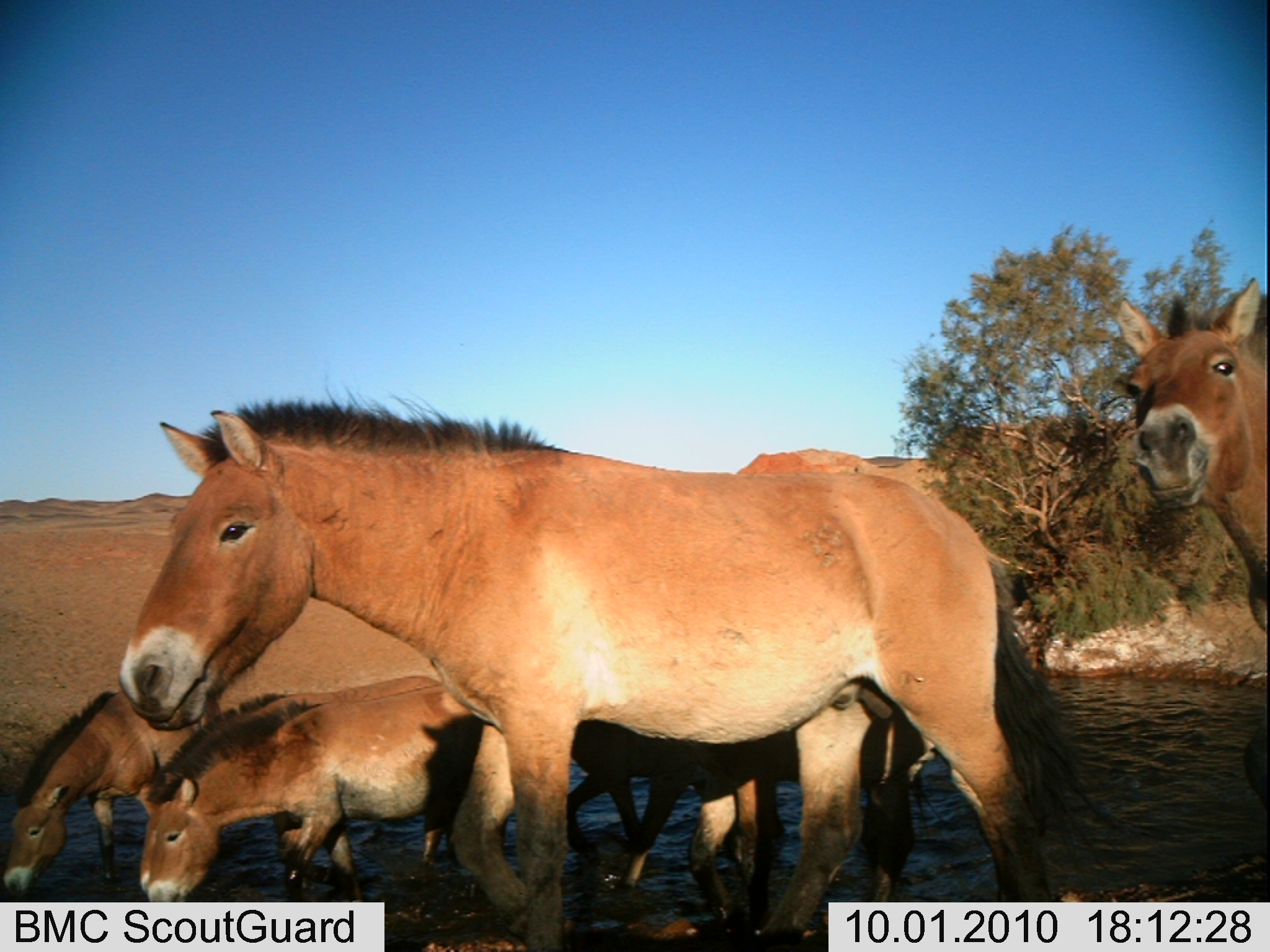 A Przewalski Horse and its group walking by the camera.