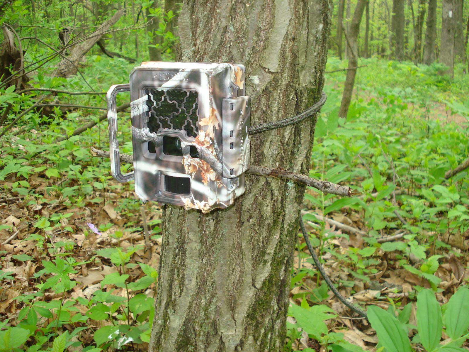 Camera trap on tree